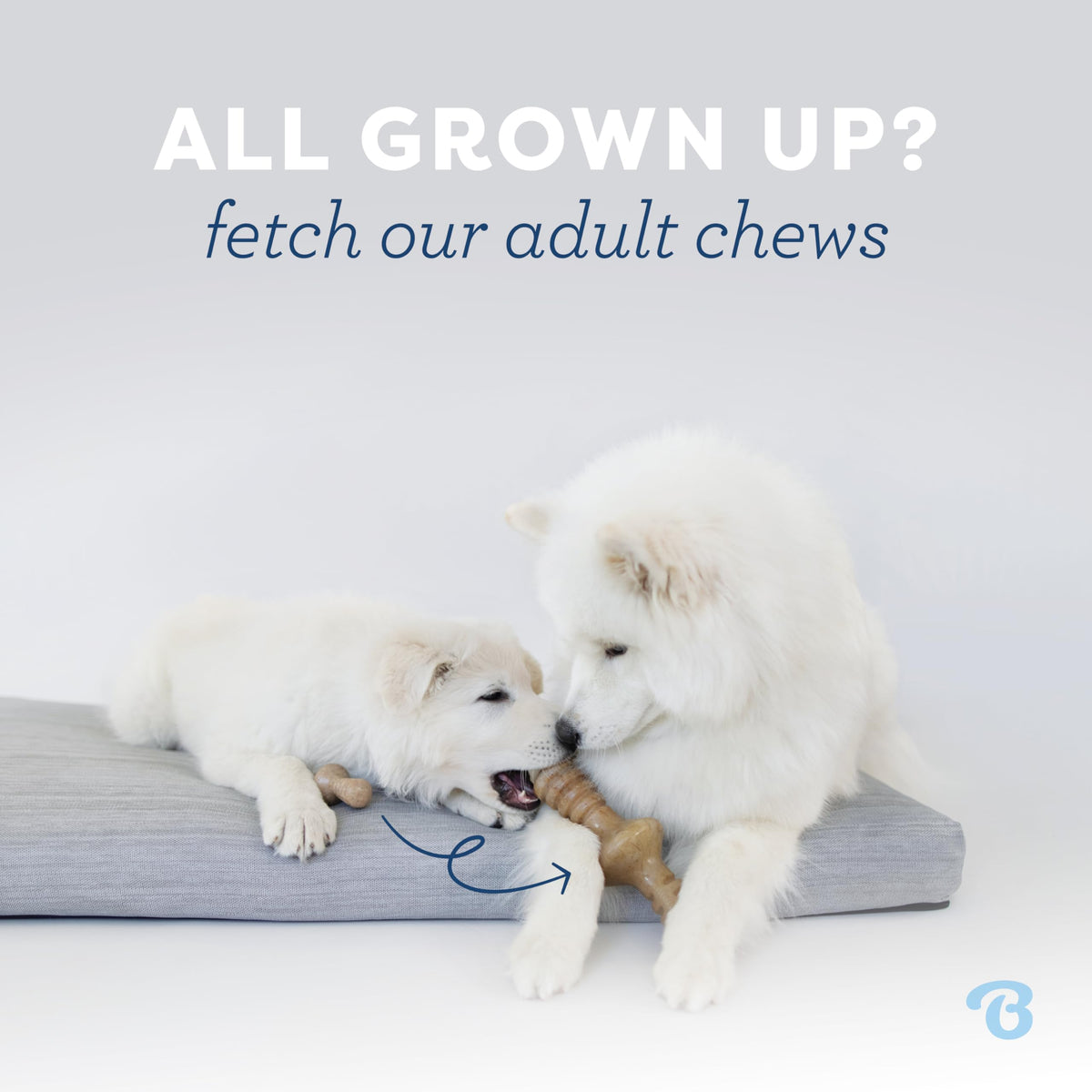 2-Pack Dog Chew Toys J944965