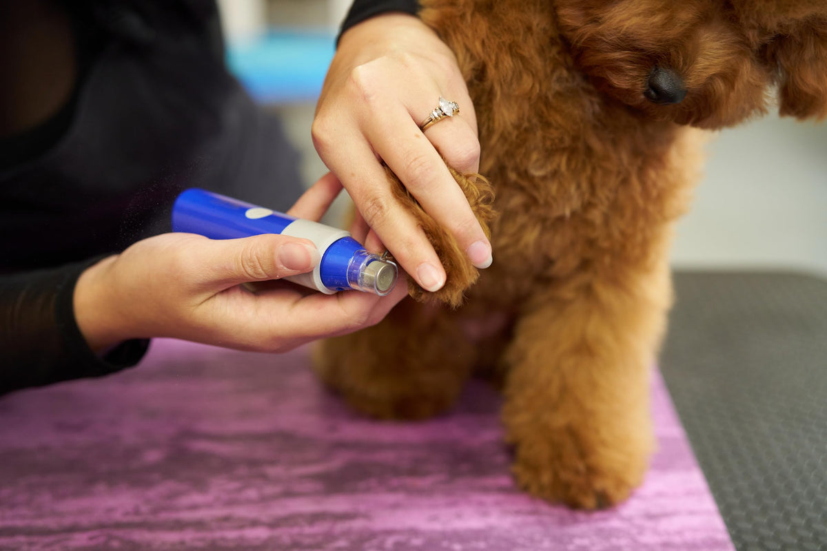 2-Speed Rechargeable Electric Pet Nail Grinder X17856