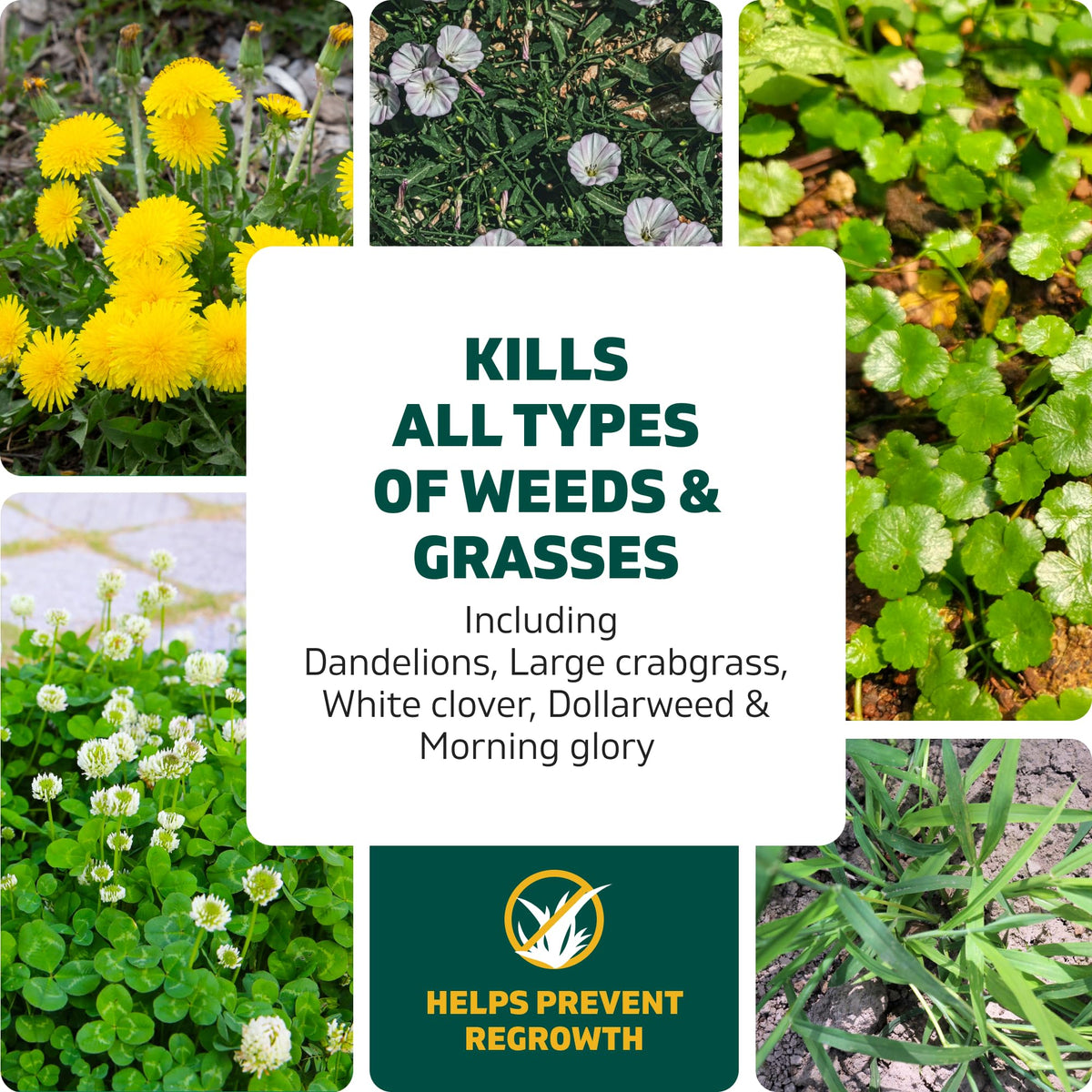 Weed & Grass Killer Kit, 64 Oz W893